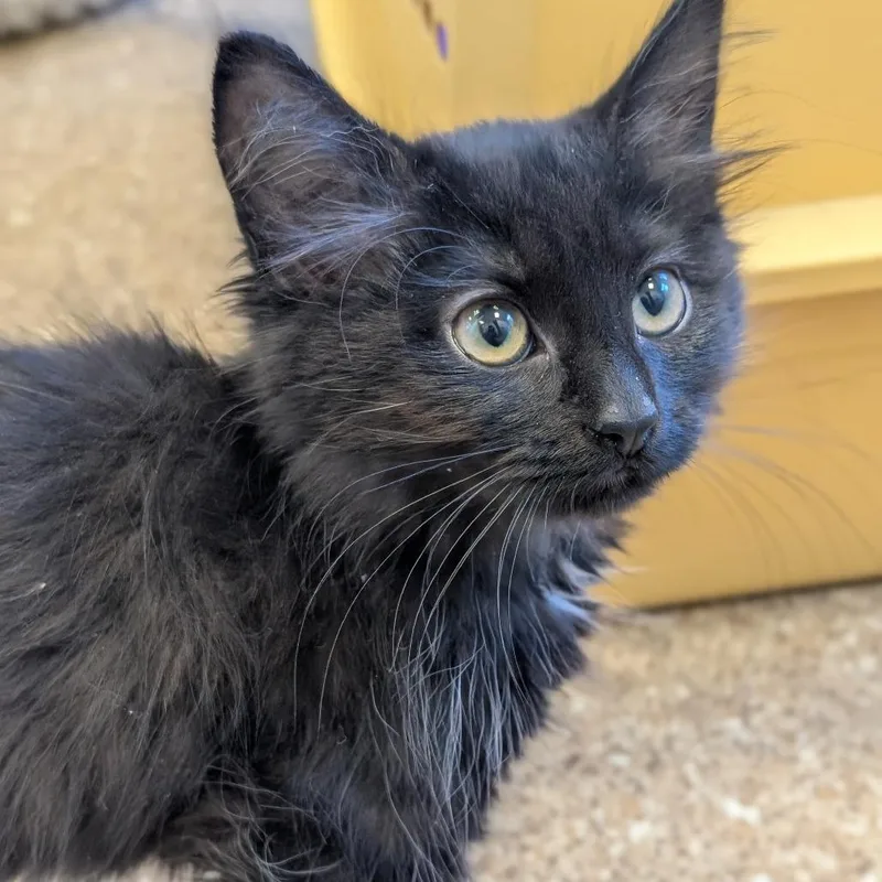 A baby small-sized female Black Domestic Medium Hair cat named Samosa for adoption in Sonoma, CA