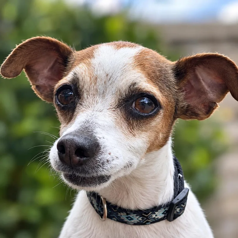 An adult small-sized female Chihuahua dog named Stella for adoption in Thomasville, NC