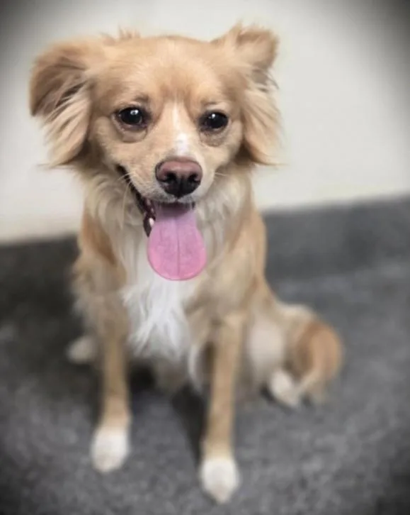An adult medium-sized male Papillon dog named Doug for adoption in Los Angeles, CA