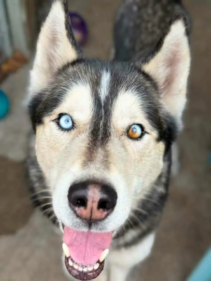 A senior medium-sized male White / Cream Husky dog named Leblanc for adoption in Chicago, IL