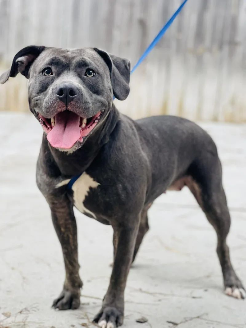 An adult medium-sized female Gray / Blue / Silver Pit Bull Terrier dog named Ac "beth" for adoption in Conyers, GA