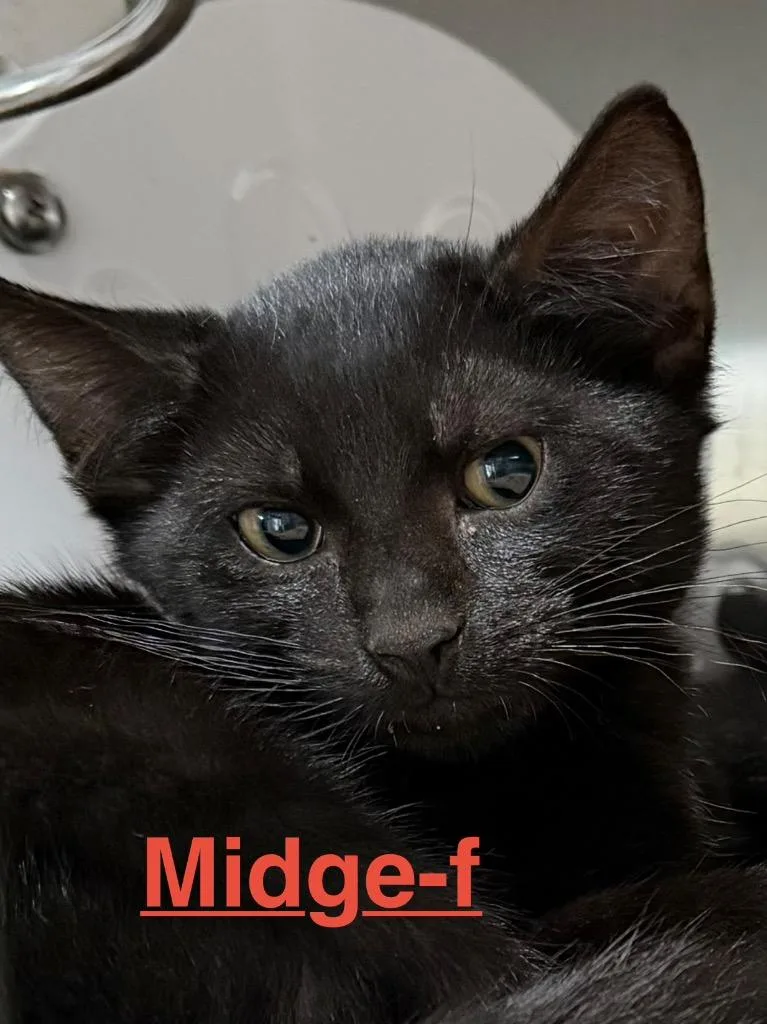 Midge
