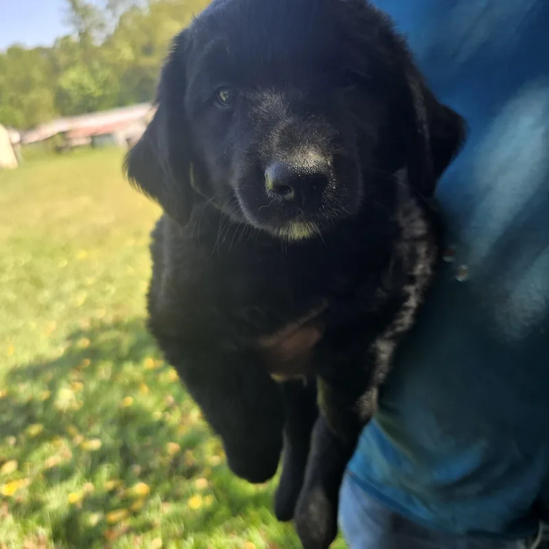 Harley