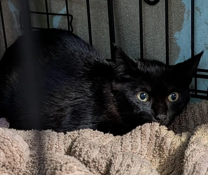 A baby small-sized female Black Domestic Short Hair cat named Dutton for adoption in Virginia Beach, VA
