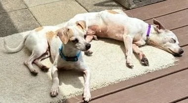 An adult small-sized female Chihuahua dog named Tinker Cooter for adoption in Burleson, TX