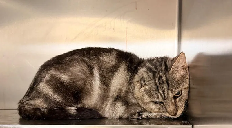 An adult medium-sized male Domestic Short Hair cat named Mike for adoption in Mineral, VA