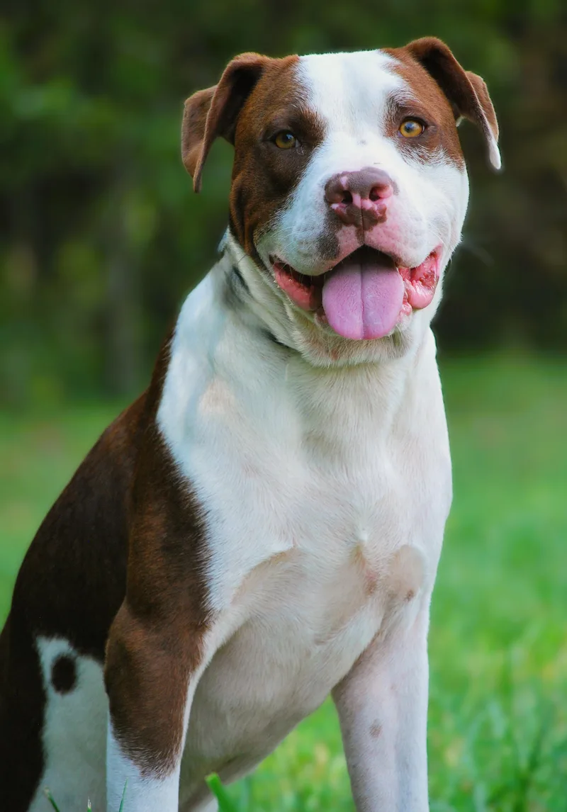 A young medium-sized male Pit Bull Terrier dog named Luggy for adoption in manchester, TN