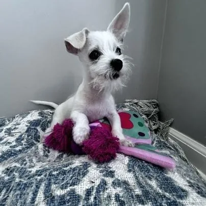 A baby small-sized male White / Cream Terrier dog named Teddy for adoption in Lambertville, NJ