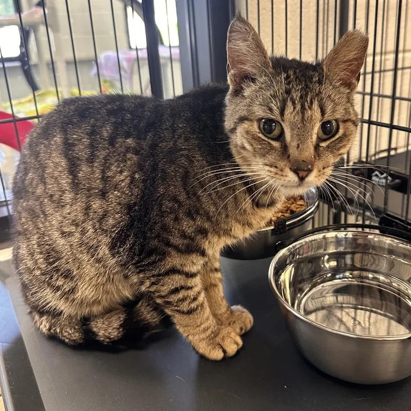 A young small-sized female Brown / Chocolate Domestic Short Hair cat named Kate Spayed for adoption in Rocky Mount, VA