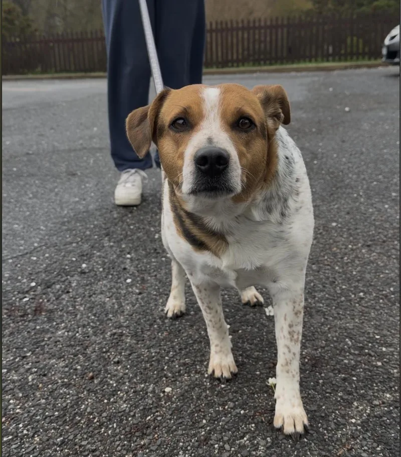 A young medium-sized female Tricolor (Brown, Black, & White) Beagle dog named Wilma for adoption in Wantagh, NY