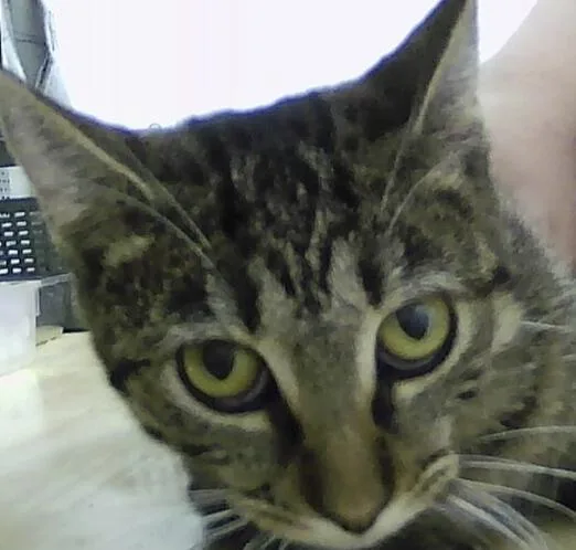 Carinosa thumbnail 2