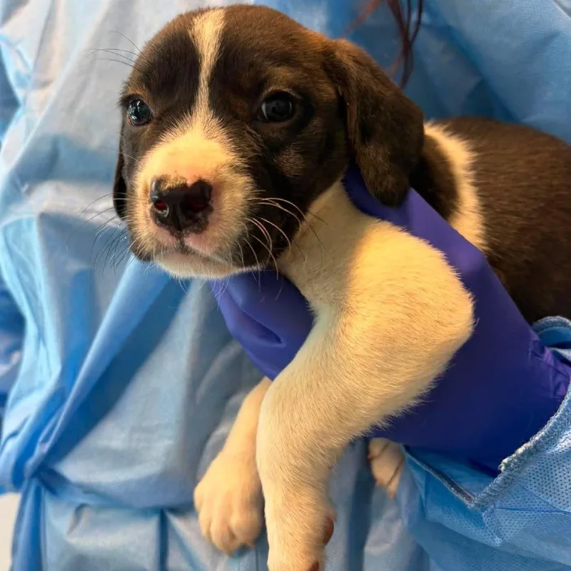 A baby small-sized female White / Cream Mixed Breed dog named Disney for adoption in Huntington, WV