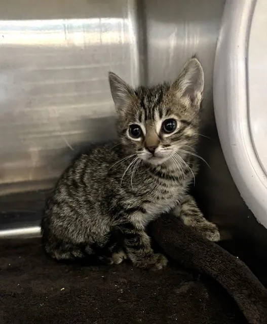 A baby small-sized male Domestic Short Hair cat named Amun for adoption in Fremont, CA