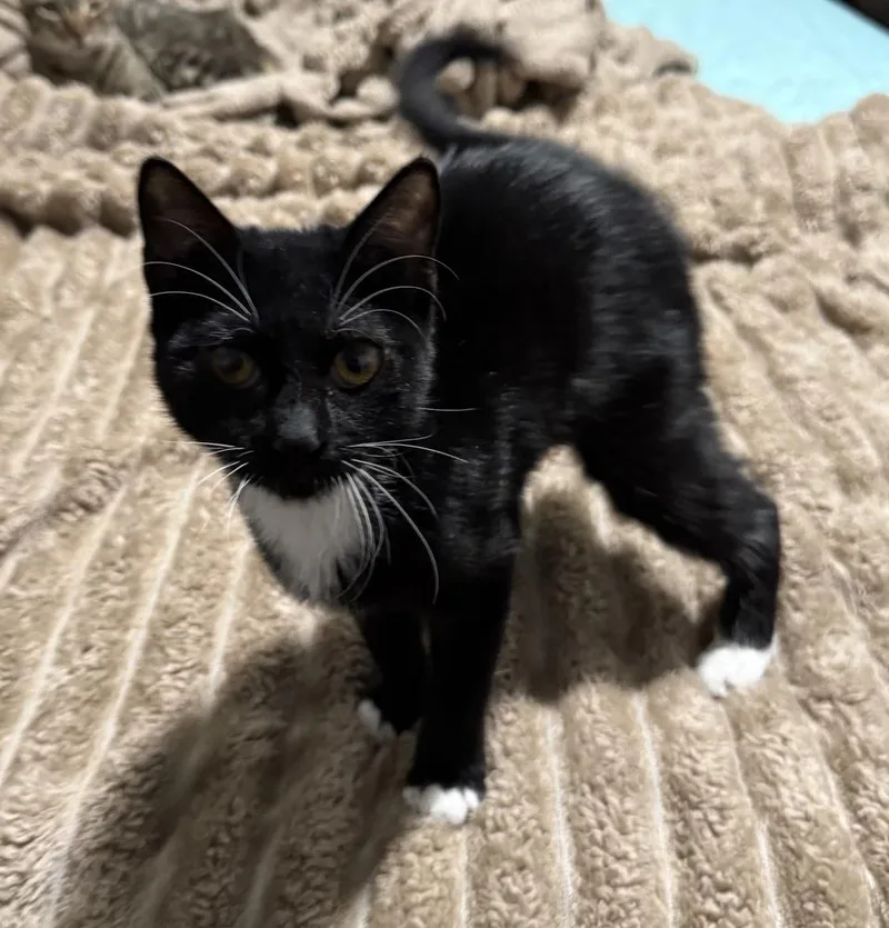 A baby small-sized female Domestic Short Hair cat named Dice for adoption in Deland, FL