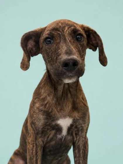 A young medium-sized male Mixed Breed dog named Newt for adoption in Gulfport, MS