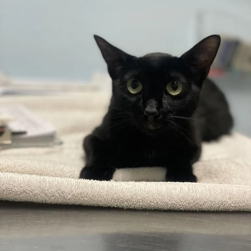 A young medium-sized female Black Domestic Short Hair cat named Ash for adoption in Riverside, CA