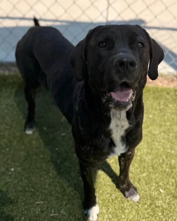 An adult medium-sized female Hound dog named Cookie for adoption in Canton, GA