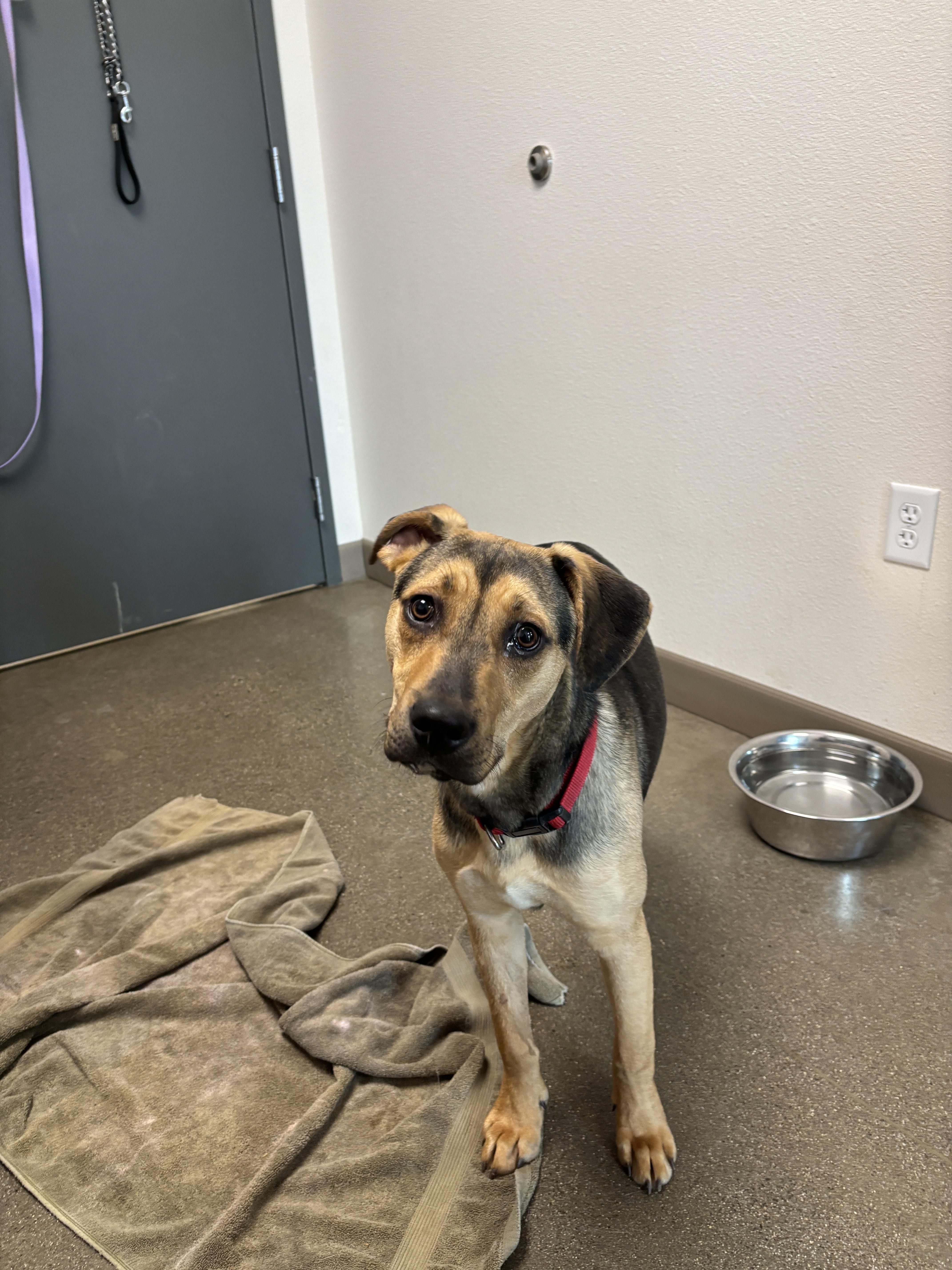 A young large-sized male English Coonhound dog named Baxter for adoption in Chico, CA