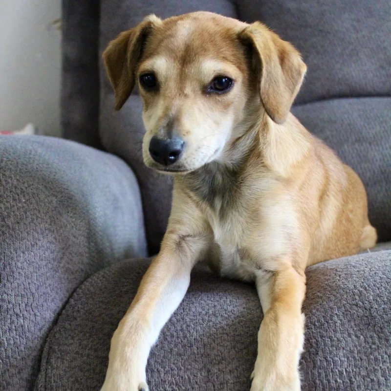 A baby small-sized female Apricot / Beige Beagle dog named Ms. Bun Bun  for adoption in Ridgefield, WA