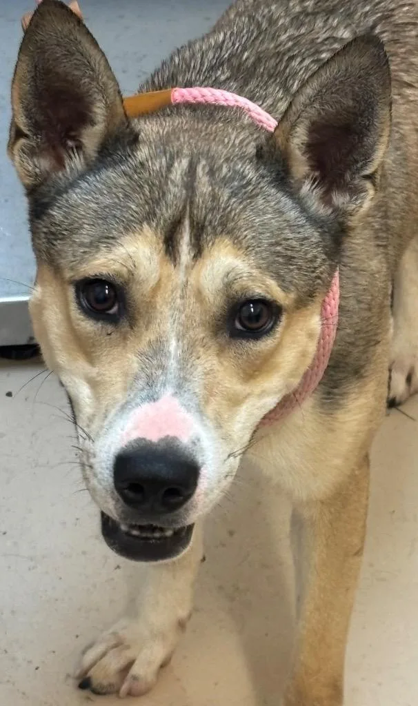 A young medium-sized male Husky dog named Roscoe for adoption in Elizabethton, TN