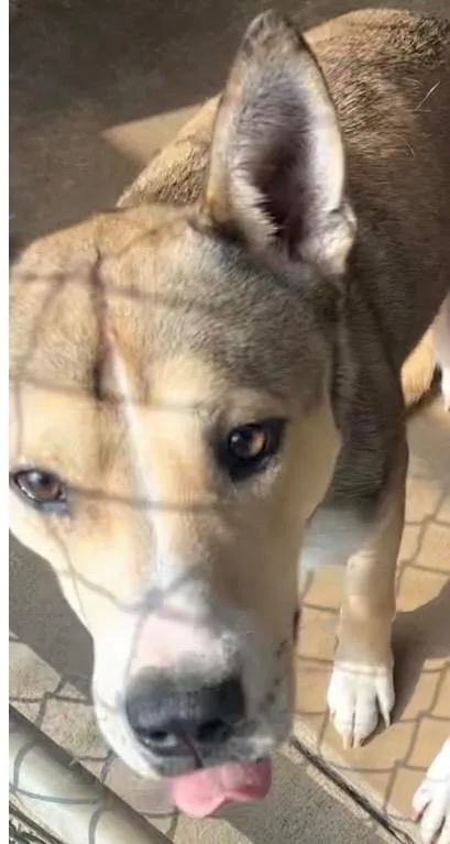 Roscoe thumbnail 2