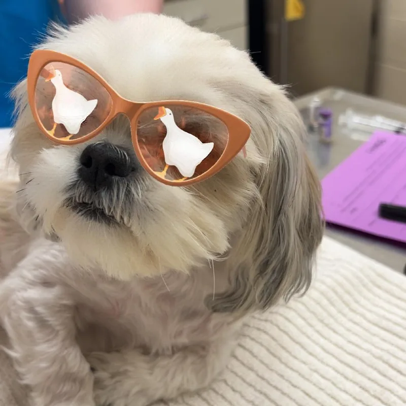 An adult small-sized female Yellow / Tan / Blond / Fawn Shih Tzu dog named Coco for adoption in Springfield, MA