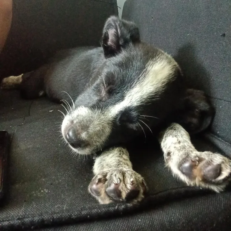 A baby small-sized female Black Pit Bull Terrier dog named Lizzie for adoption in South Elgin, IL