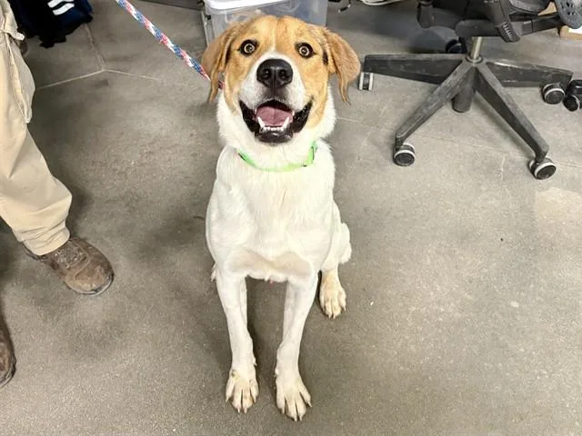A young large-sized male Treeing Walker Coonhound dog named Muffin for adoption in Tucson, AZ