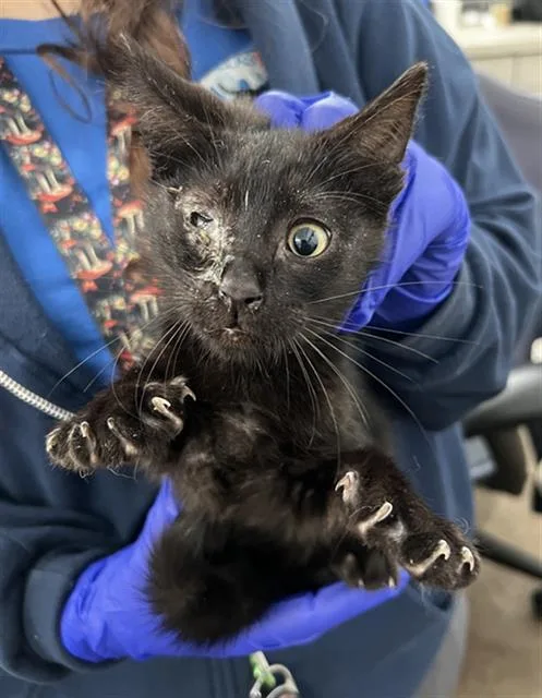 A baby medium-sized male Domestic Short Hair cat named Smokey for adoption in Dallas, TX