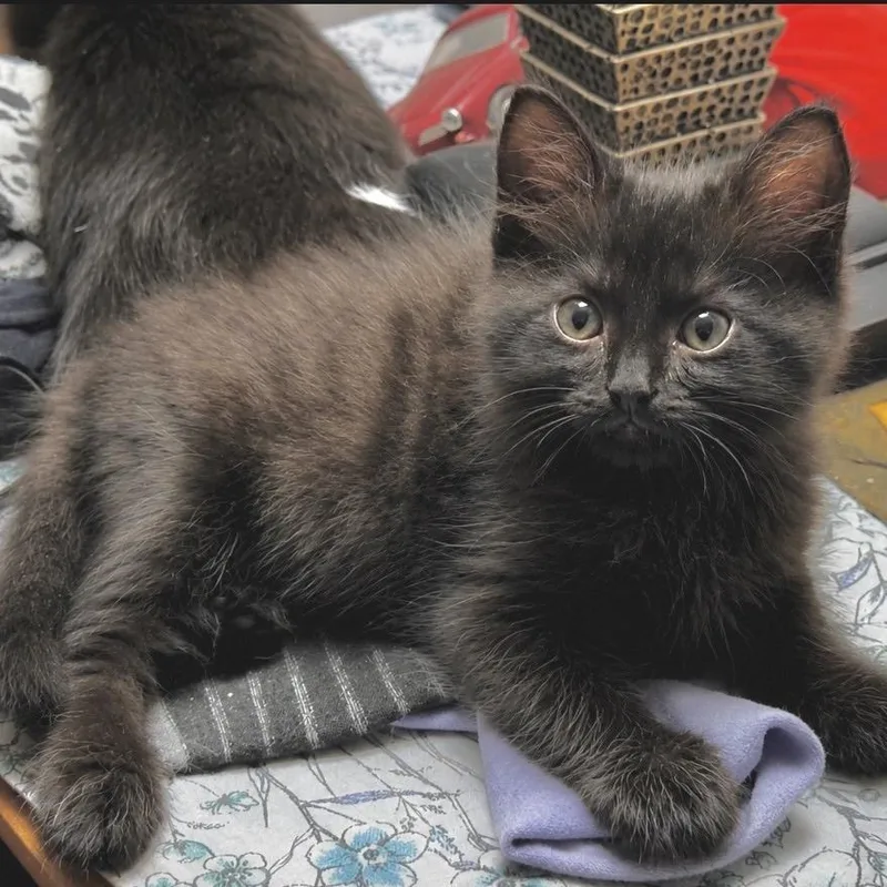 A baby small-sized female Black Domestic Long Hair cat named Spitfire for adoption in Tustin, CA