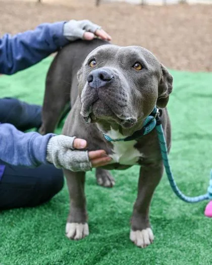 An adult large-sized female Mixed Breed dog named Verna for adoption in Chamblee, GA