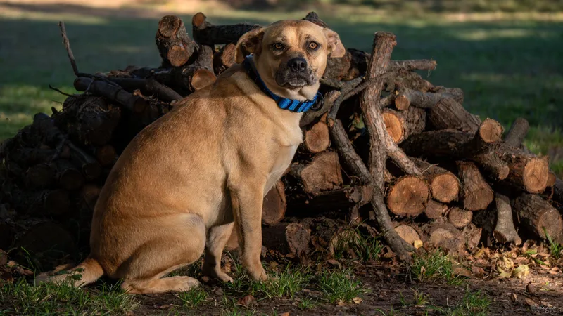 Molly Aka Freckles thumbnail 2