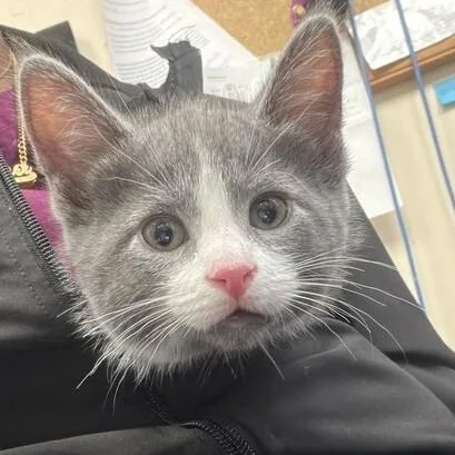 A baby small-sized female Gray & White Domestic Short Hair cat named Abyss for adoption in Elyria, OH