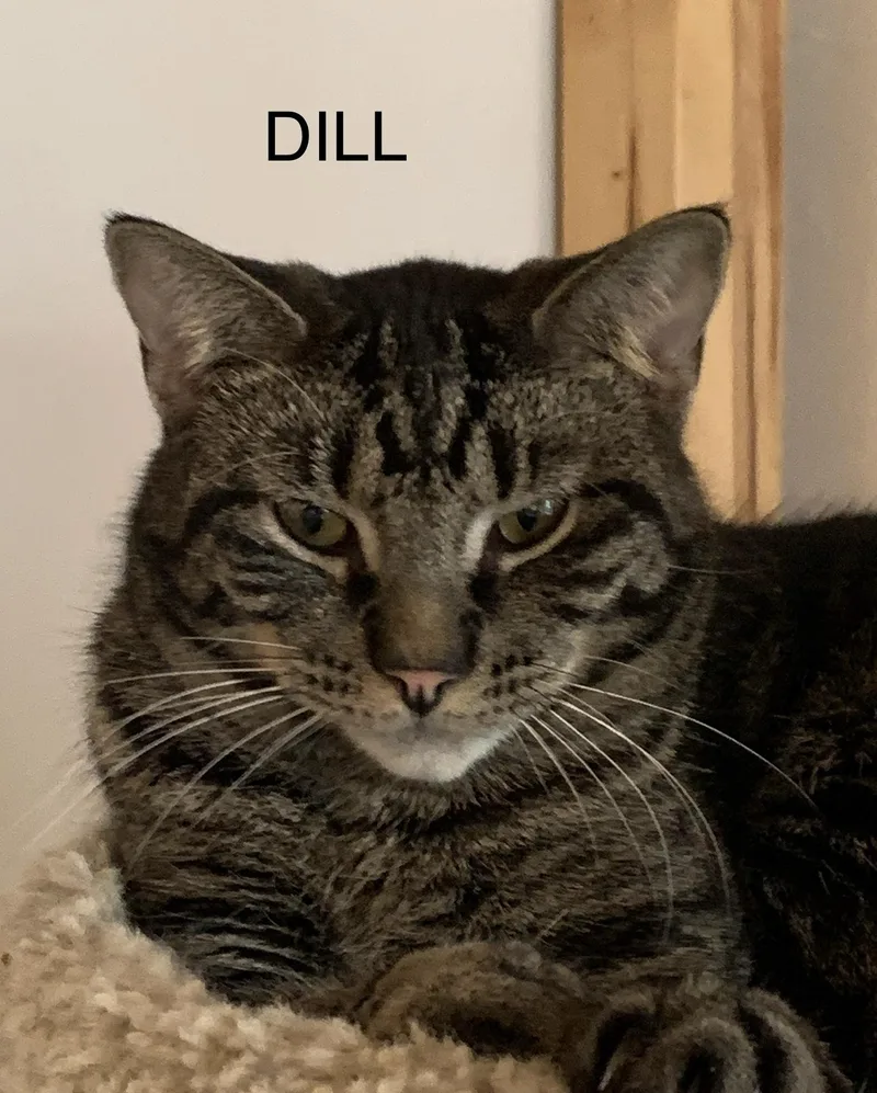 Dill