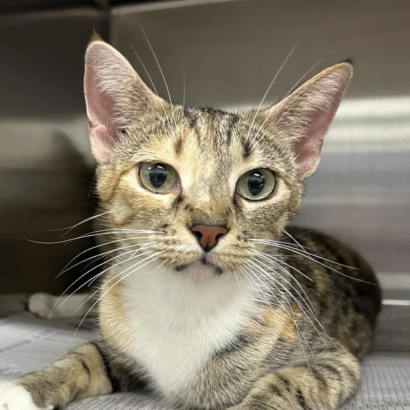 An adult small-sized female Domestic Short Hair cat named Panama for adoption in Corbin, KY
