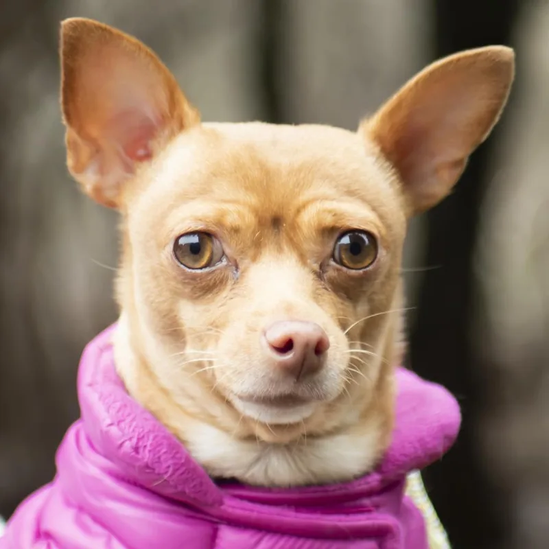 A senior small-sized female Yellow / Tan / Blond / Fawn Chihuahua dog named Bambi for adoption in Middletown, RI