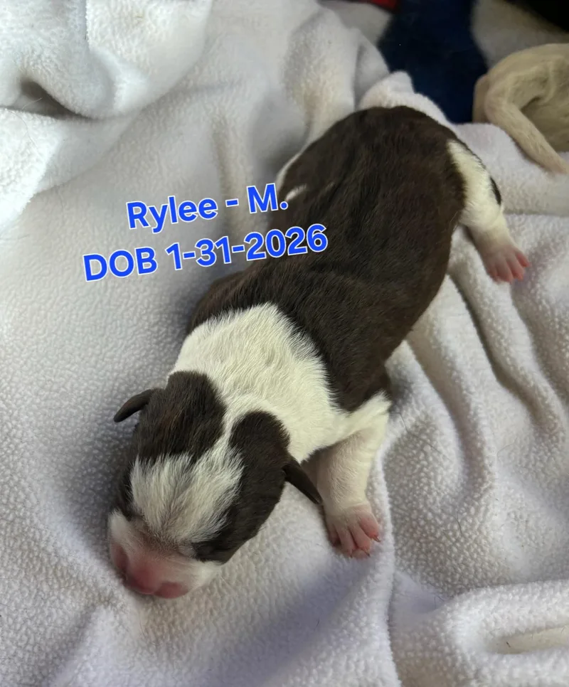 A young small-sized male German Shepherd Dog dog named Rylee for adoption in Nucla, CO