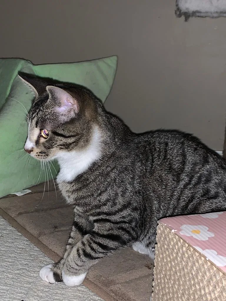 A baby medium-sized male Domestic Short Hair cat named Castiel for adoption in Evans, GA