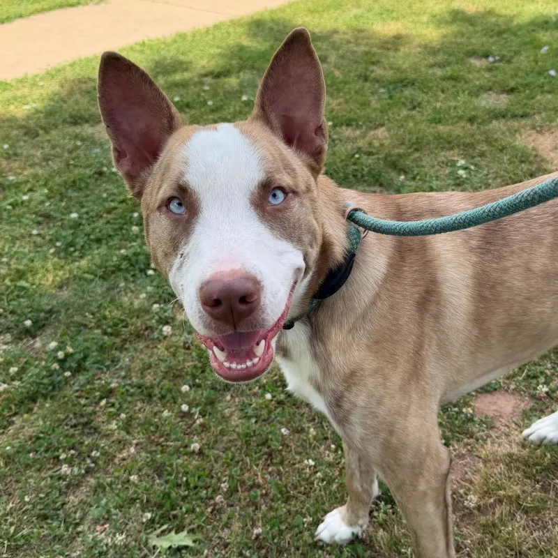 A young small-sized male Brindle Australian Shepherd dog named Mo for adoption in Stillwater, OK
