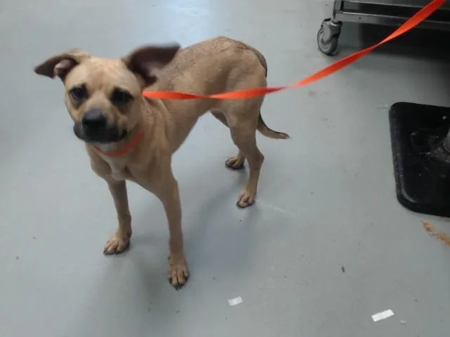 A young small-sized female Labrador Retriever dog named Kassidy for adoption in Fayetteville, NC