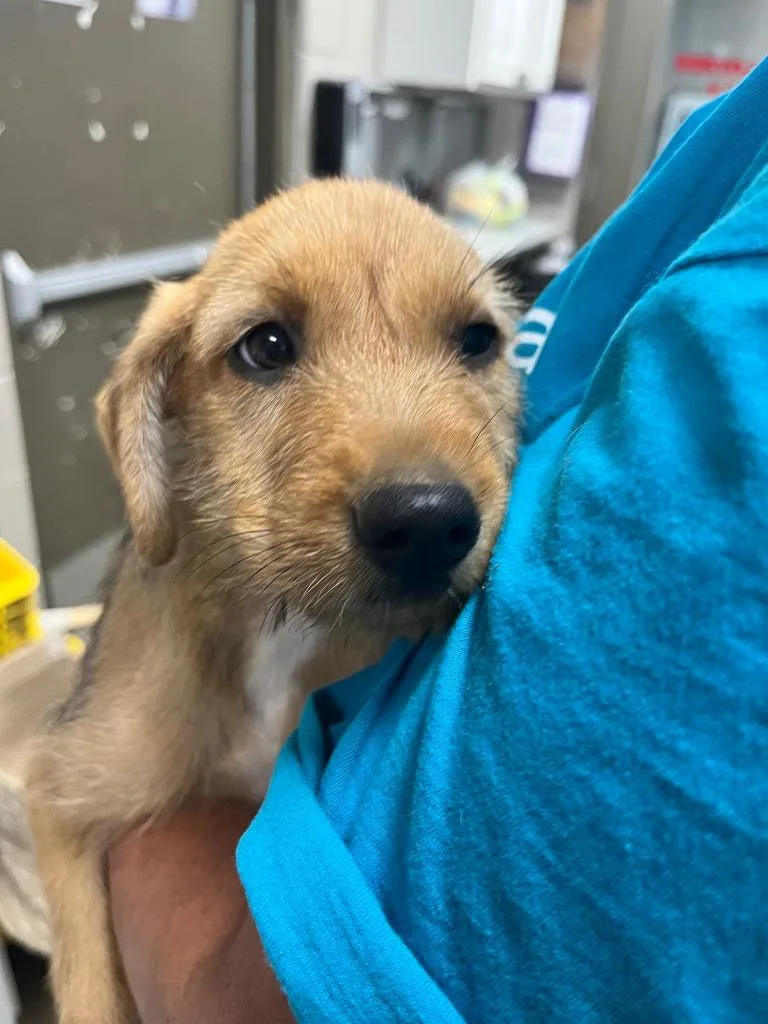 Nova