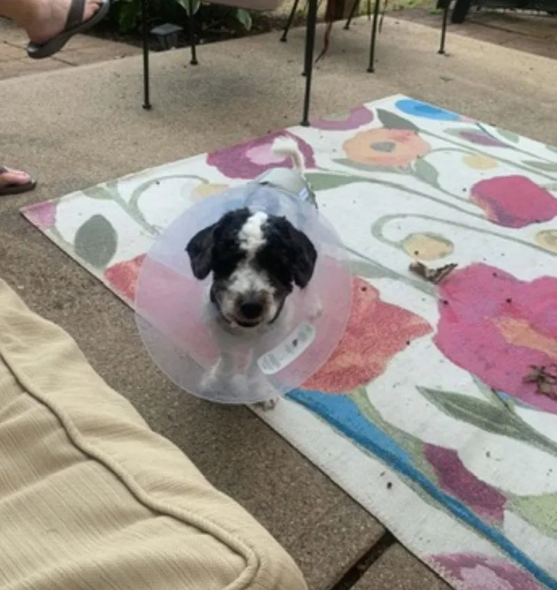 A young small-sized female Shih Tzu dog named Oreo PAC Rattier for adoption in Saunderstown, RI