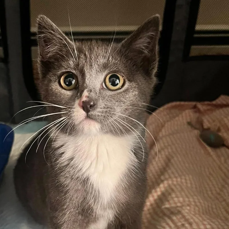 A baby small-sized female Gray / Blue / Silver Domestic Short Hair cat named Hisselda for adoption in Walden, NY