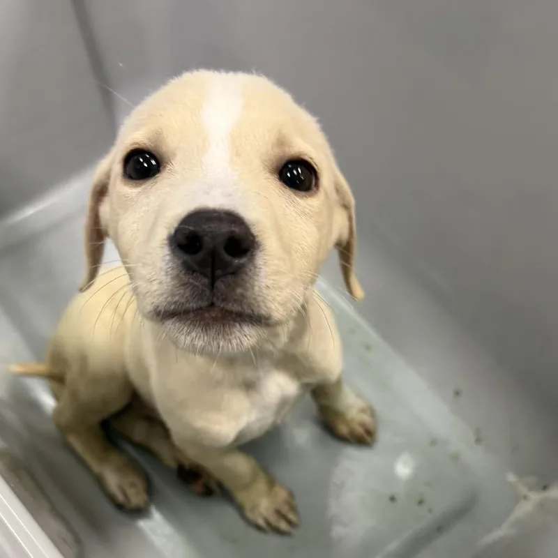 A baby small-sized male Yellow / Tan / Blond / Fawn Terrier dog named Elvis for adoption in Birmingham, AL
