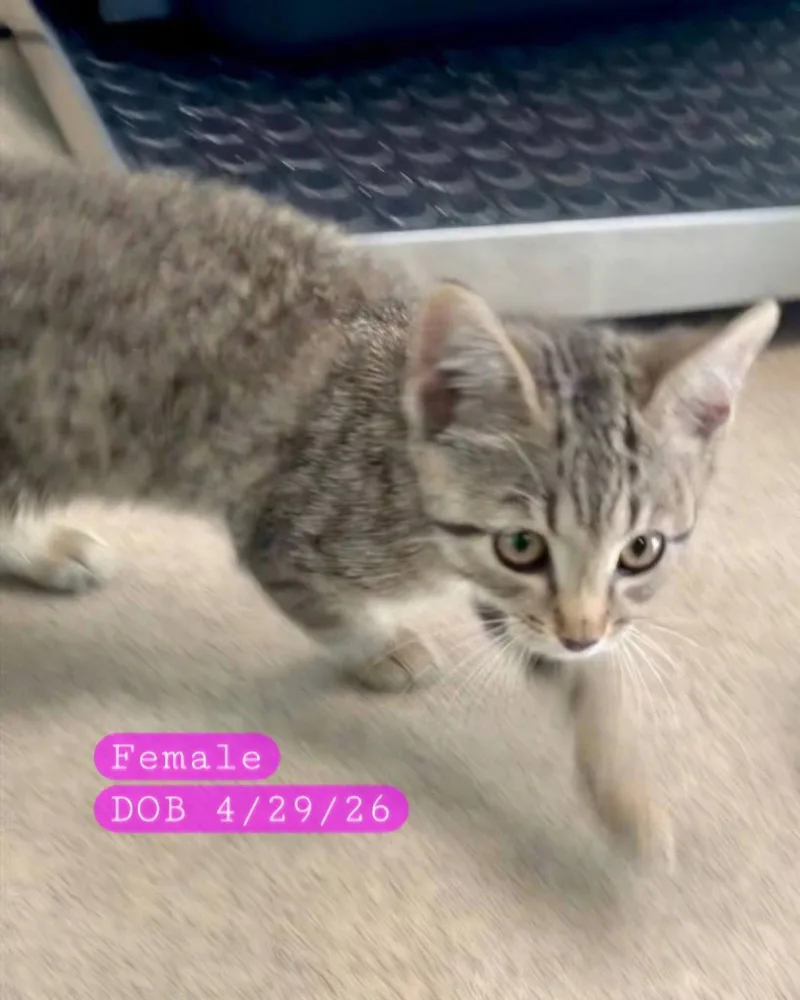 A baby medium-sized female Domestic Short Hair cat named Grace for adoption in Holbrook, NY