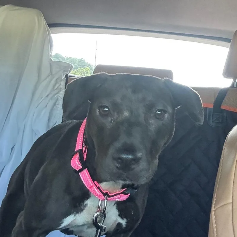 Penelope
