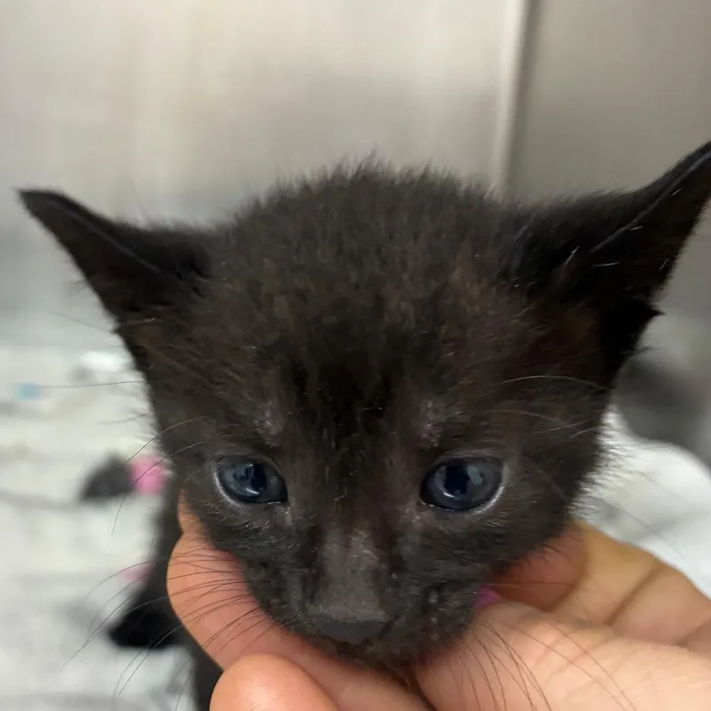 A baby small-sized male Black Domestic Short Hair cat named Pancake for adoption in Gainesville, FL