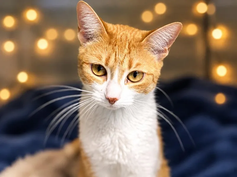 A young medium-sized female Domestic Short Hair cat named Mina for adoption in Sebastian, FL