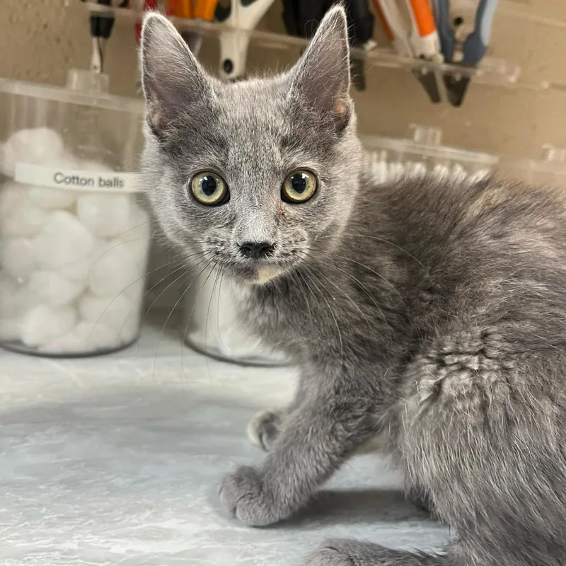 A baby small-sized female Tortoiseshell Domestic Short Hair cat named Felicity for adoption in Lewisburg, WV