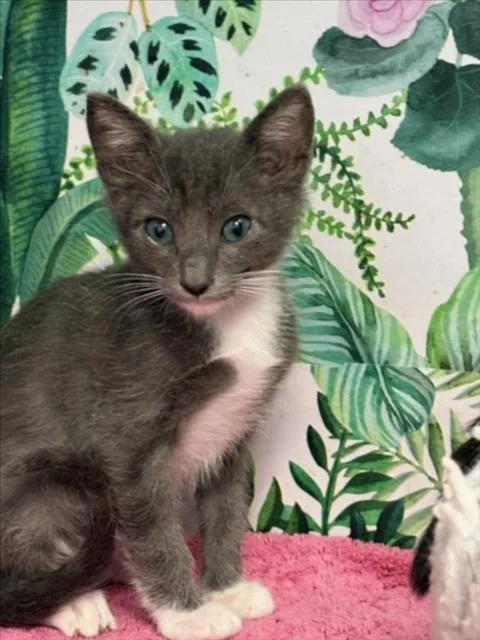 A baby small-sized male Domestic Short Hair cat named Ricky for adoption in Tracy, CA